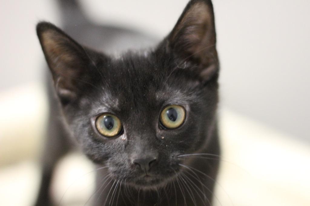 Enlarge Sprout and Poppyseed, a Adoptable mixed breed in Rockford, IL image 1/1