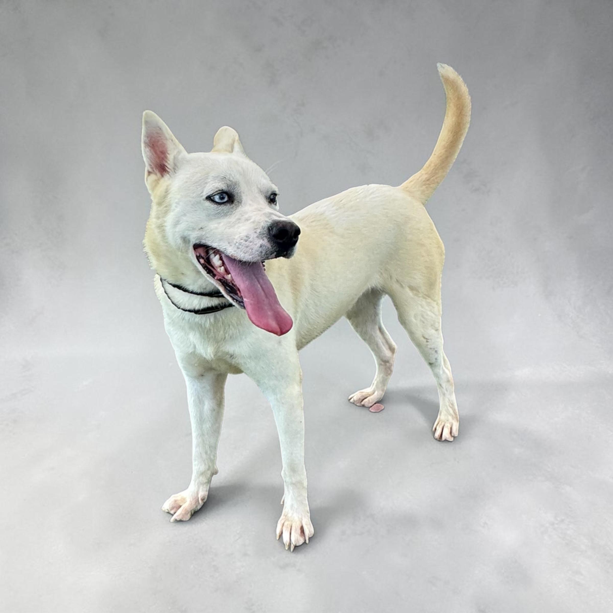 Avery, a Adoptable mixed breed in Meridian, ID image 3/4