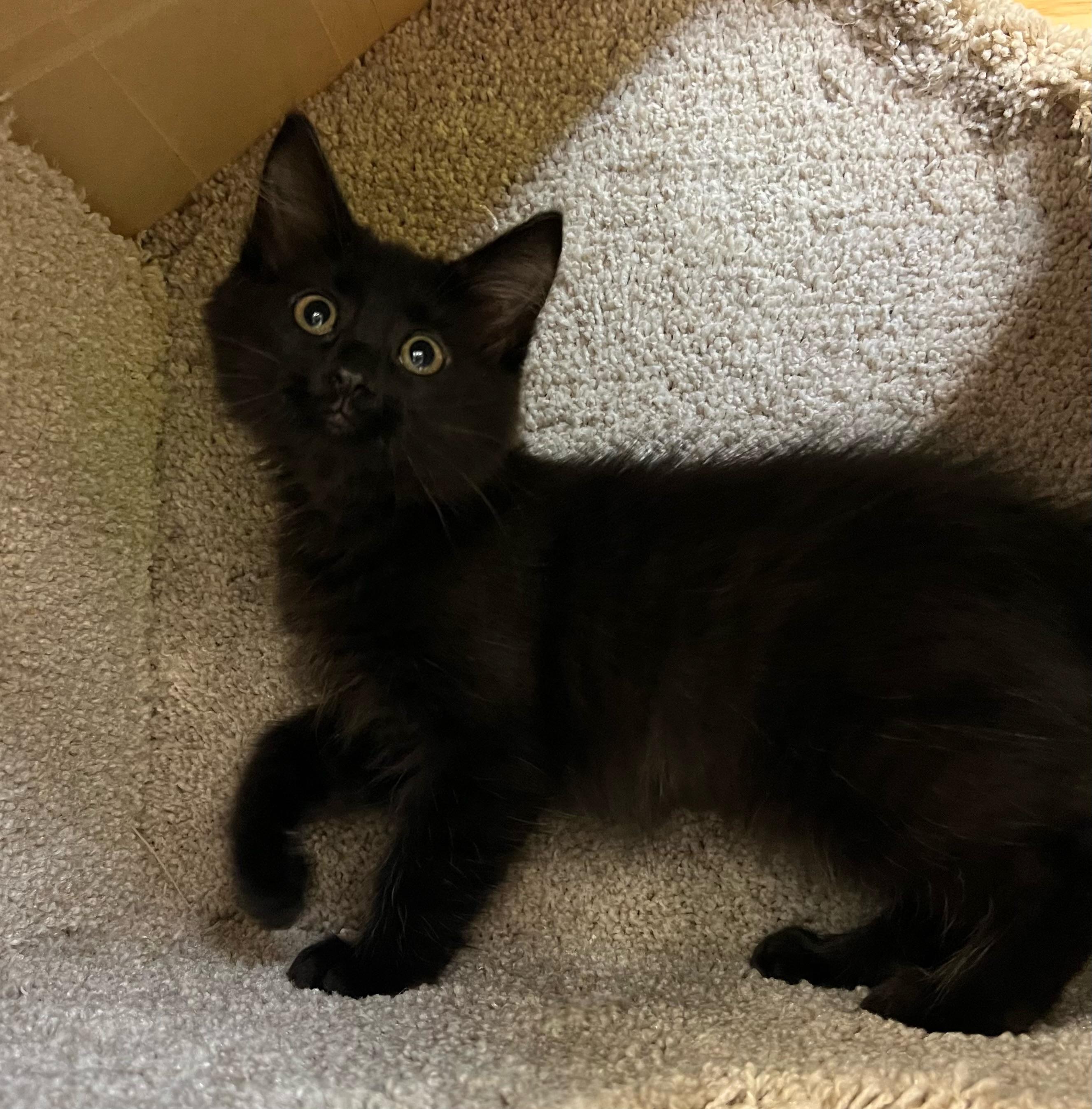 Enlarge Black Magic, a Adopted Domestic Long Hair in Stoughton, WI image 2/3