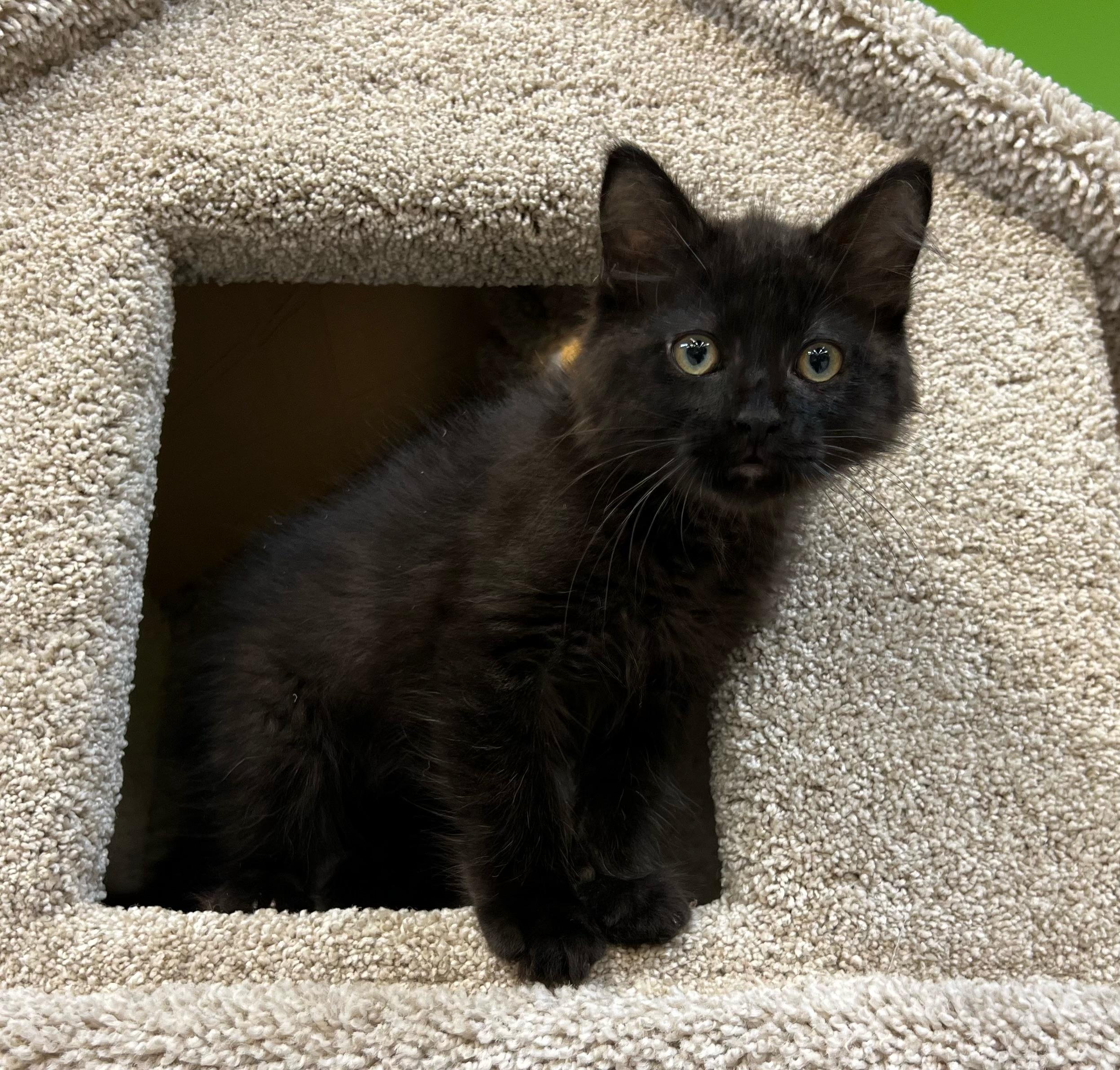 Black Magic, Adopted, Kitten Female Domestic Long Hair.