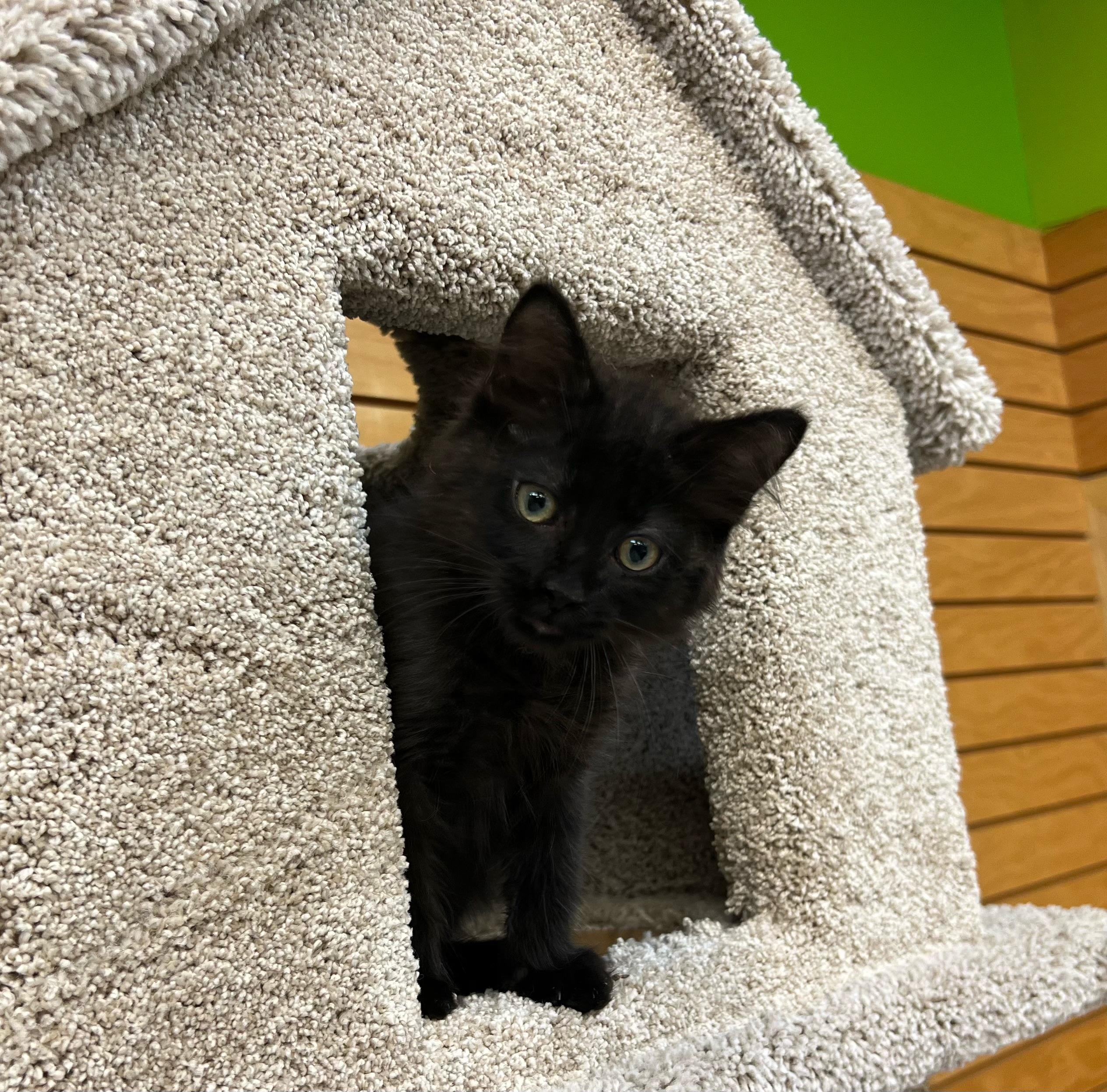 Enlarge Black Magic, a Adopted Domestic Long Hair in Stoughton, WI image 3/3