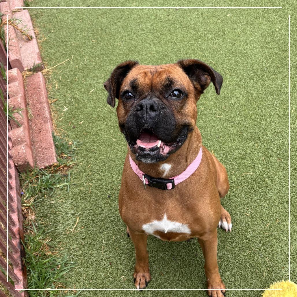 Enlarge ROUSEY, a Adoptable mixed breed in Upland, CA image 1/5