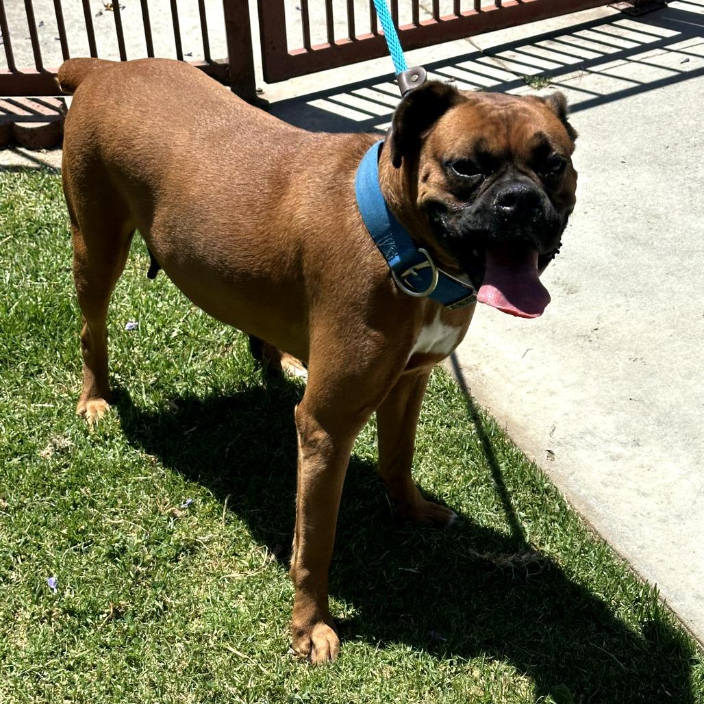 Enlarge ROUSEY, a Adoptable mixed breed in Upland, CA image 2/5