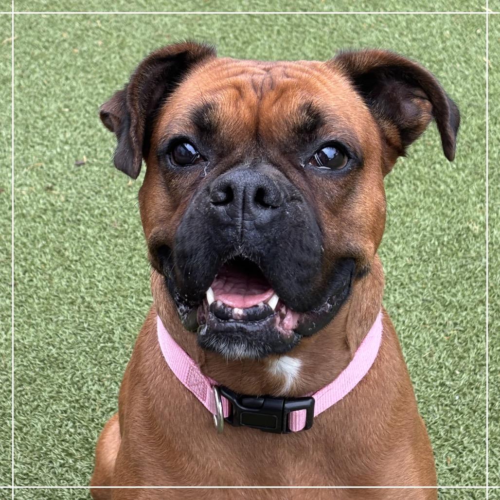 Enlarge ROUSEY, a Adoptable mixed breed in Upland, CA image 3/5