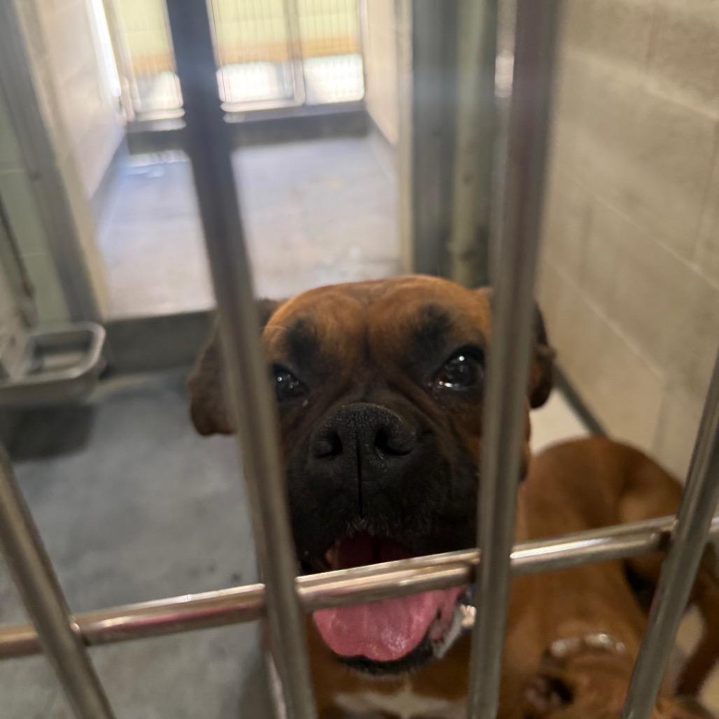 Enlarge ROUSEY, a Adoptable mixed breed in Upland, CA image 4/5