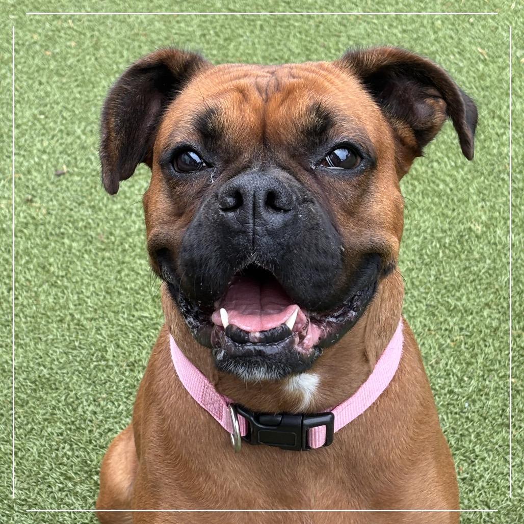 Enlarge ROUSEY, a Adoptable mixed breed in Upland, CA image 5/5