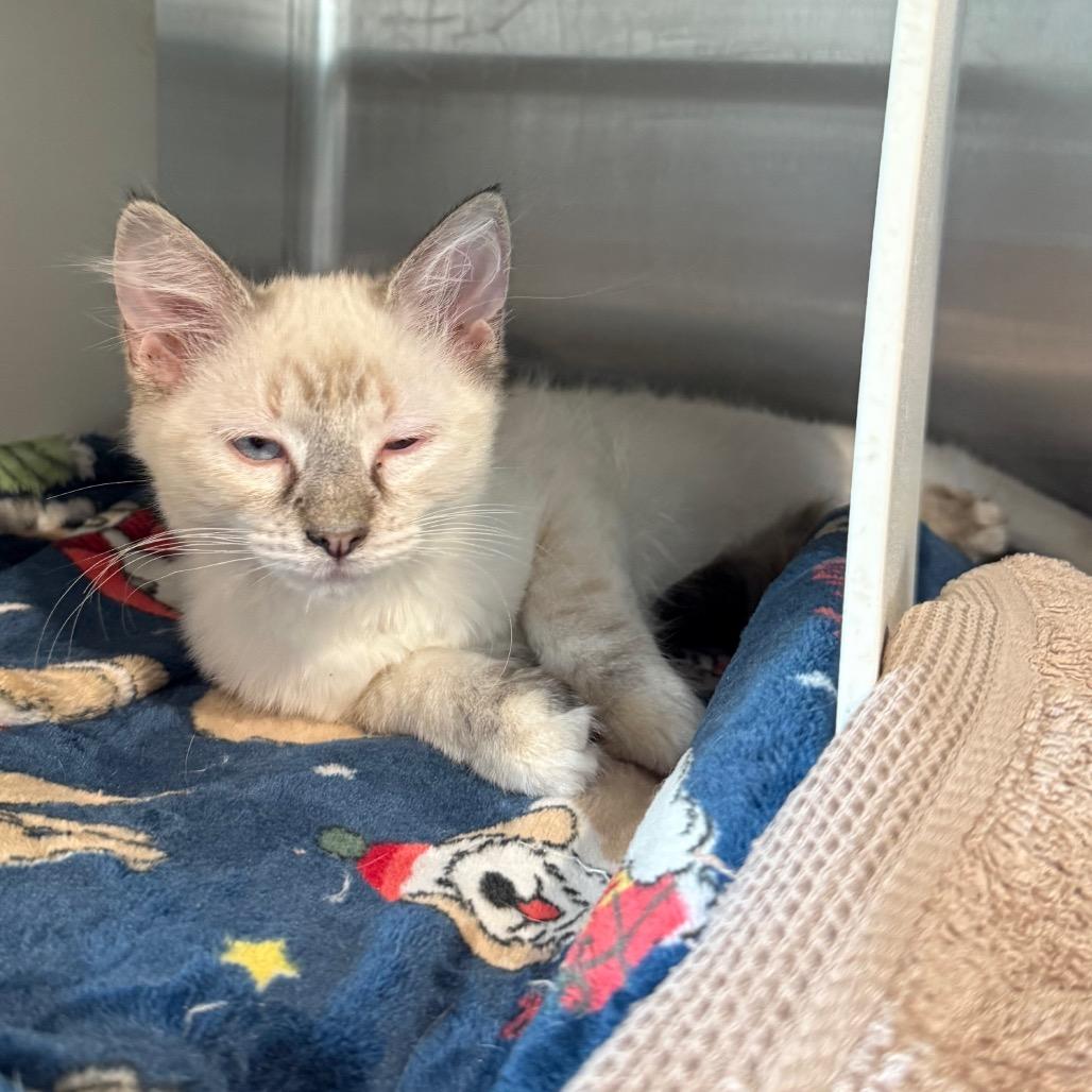 Ruby, a Adoptable Domestic Medium Hair in Cedaredge, CO image 1/2