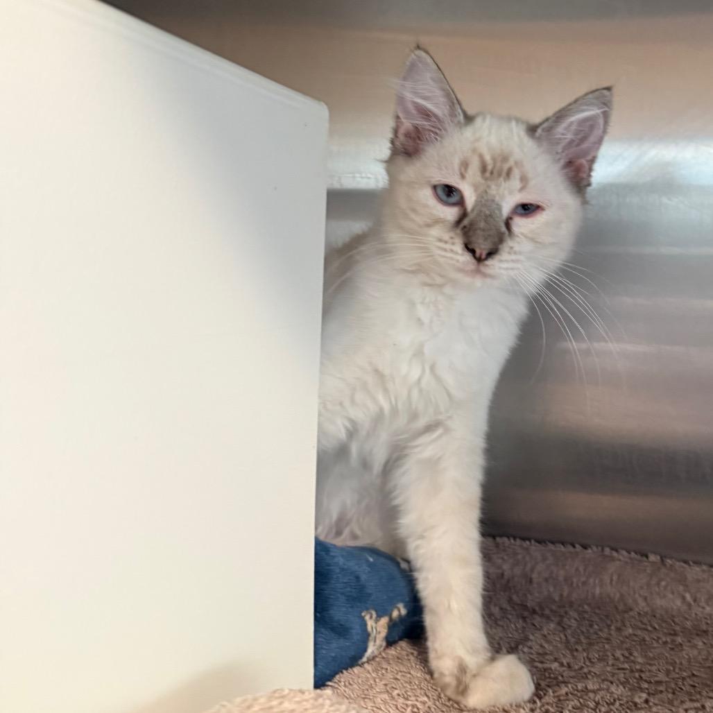 Ruby, a Adoptable Domestic Medium Hair in Cedaredge, CO image 2/2