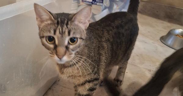 Dolly Parton, Adoptable, Young Female Domestic Short Hair.