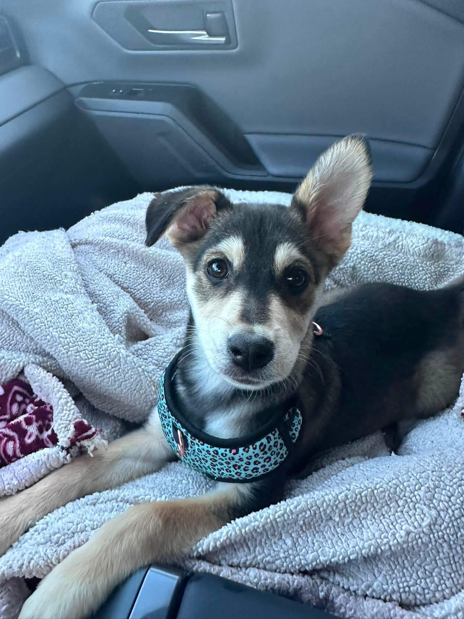 Enlarge Peanut, an adopted Mixed Breed in Indianapolis, IN image 1/3