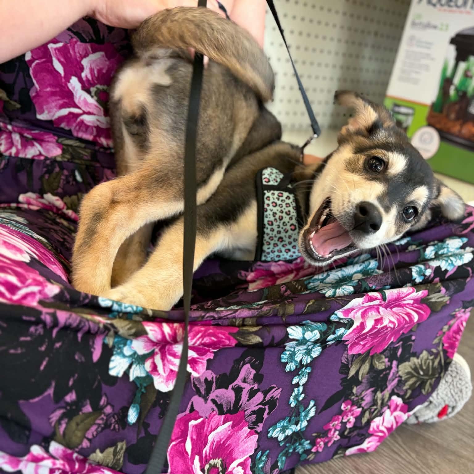 Enlarge Peanut, an adopted Mixed Breed in Indianapolis, IN image 2/3
