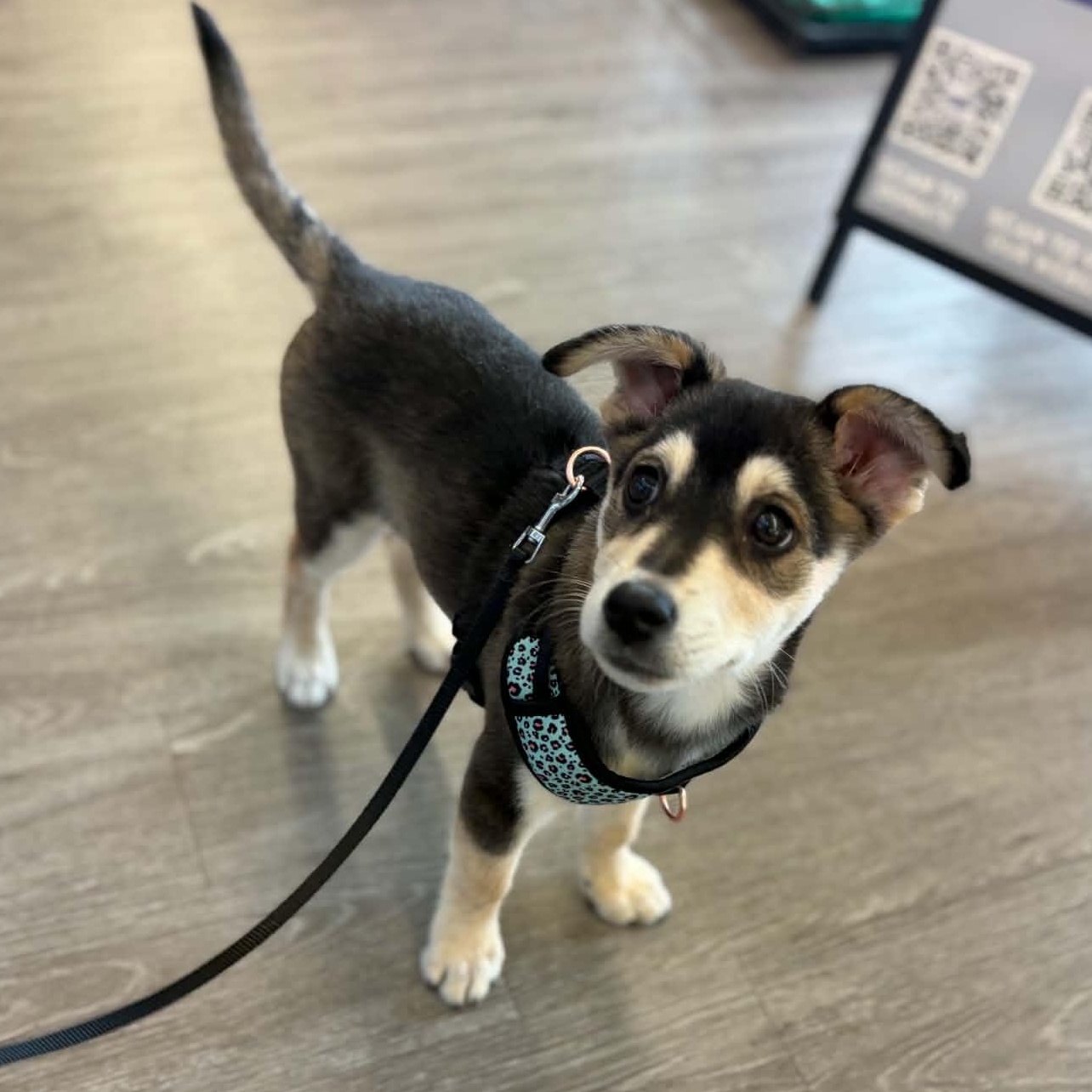 Enlarge Peanut, an adopted Mixed Breed in Indianapolis, IN image 3/3