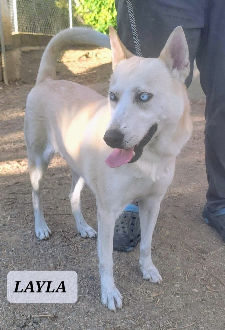 LAYLA, a Adoptable mixed breed in Villalba, PR image 1/6