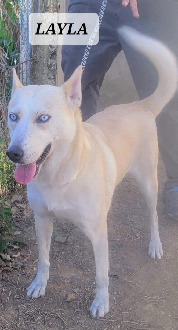 LAYLA, Adoptable, Adult Female Alaskan Malamute & Husky.