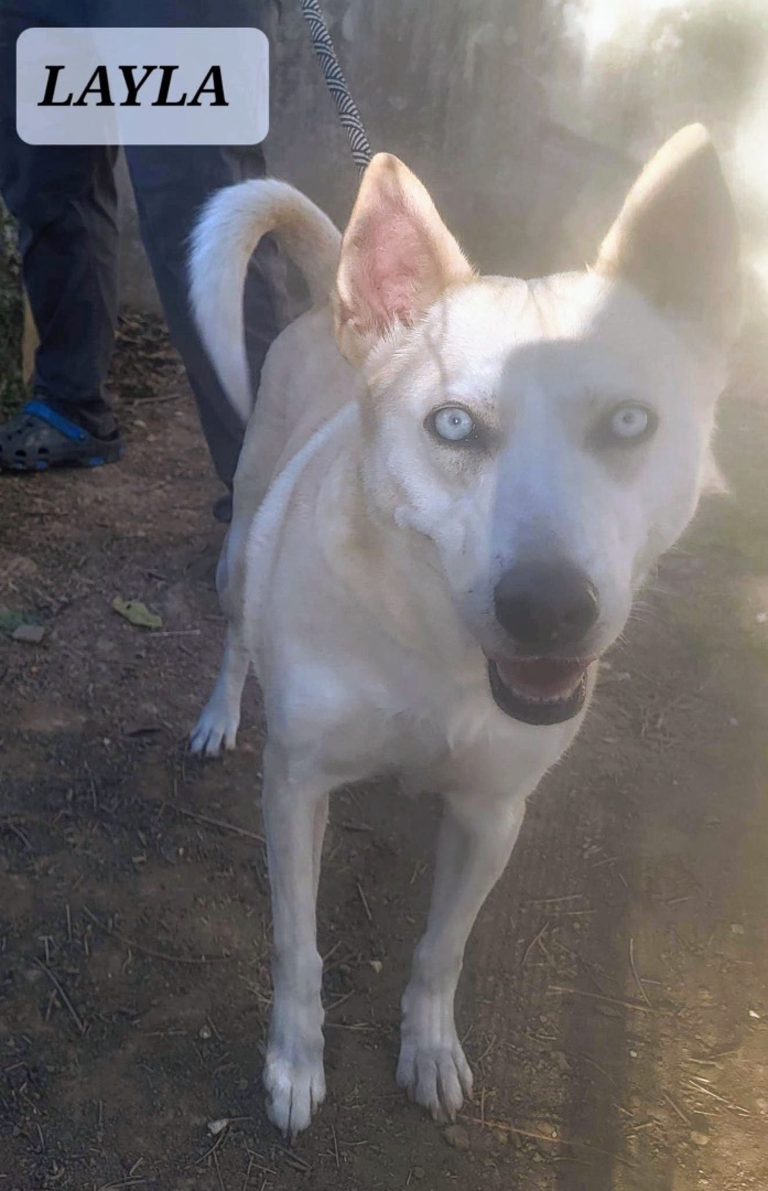 LAYLA, Adoptable, Adult Female Alaskan Malamute & Husky.