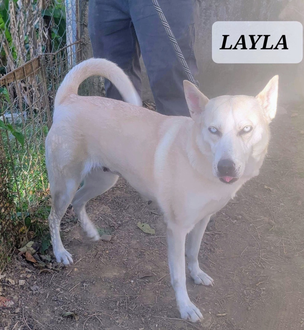 LAYLA, a Adoptable mixed breed in Villalba, PR image 4/6