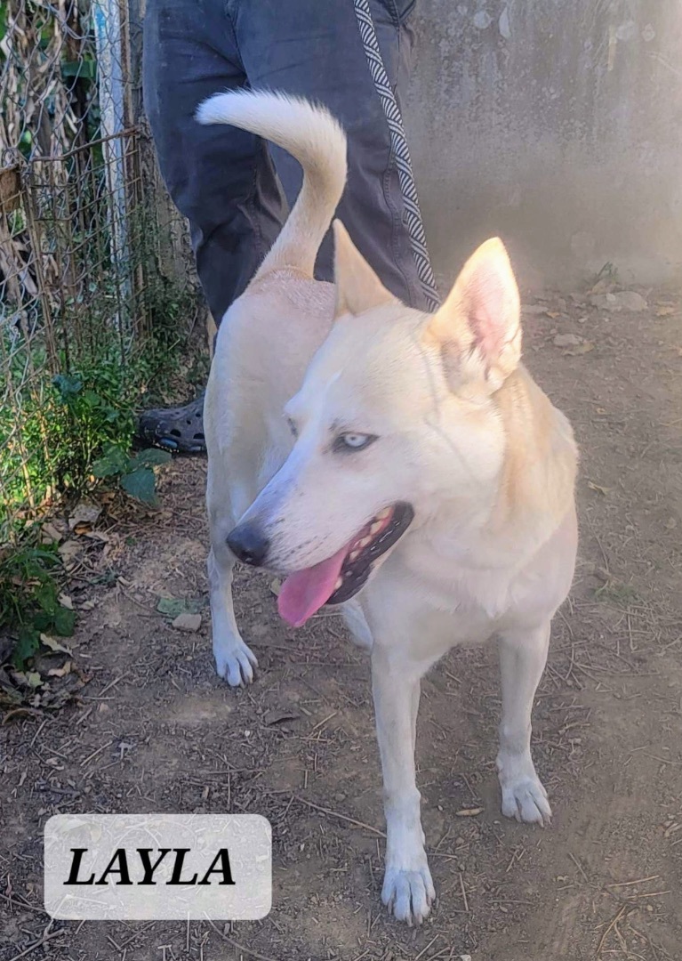 LAYLA, a Adoptable mixed breed in Villalba, PR image 5/6