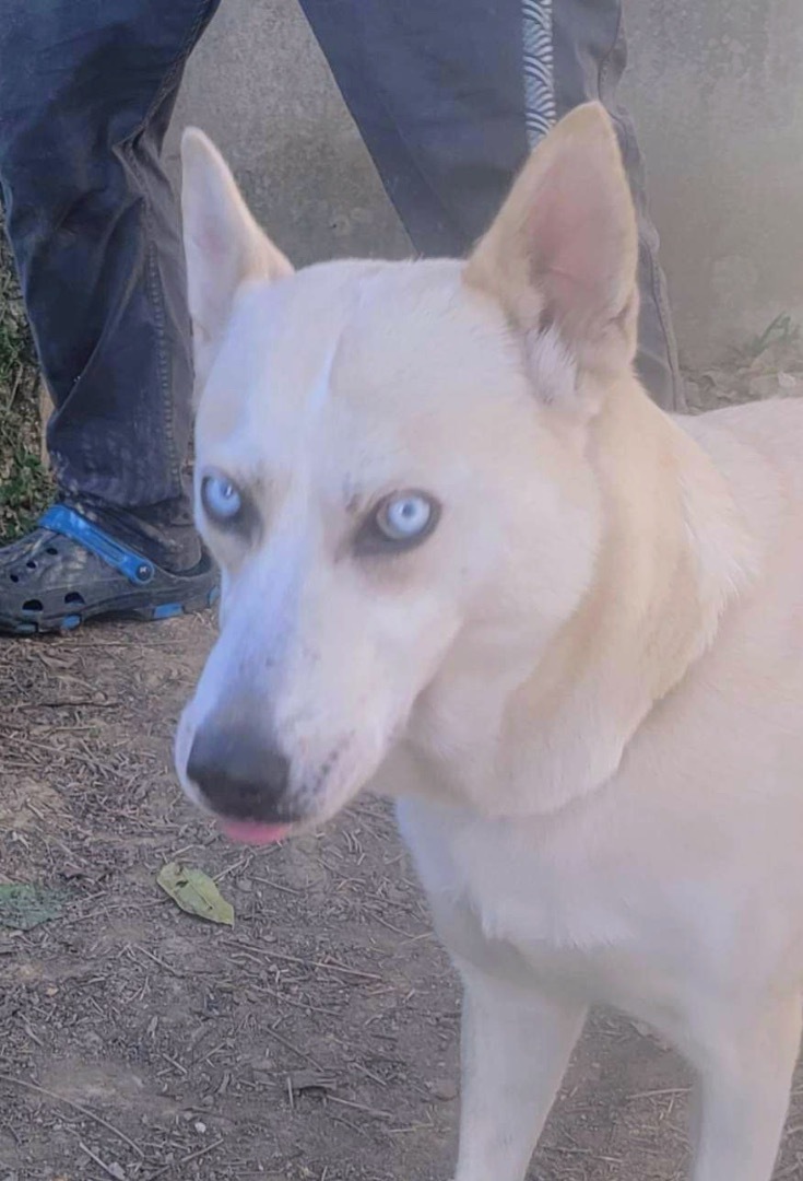 LAYLA, a Adoptable mixed breed in Villalba, PR image 6/6