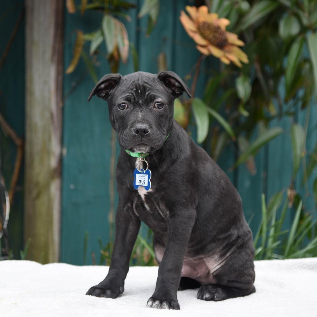 Enlarge Zeus, a Adoptable mixed breed in Wake Forest, NC image 2/2