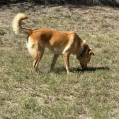 May, a Adoptable mixed breed in Edinburg, TX image 1/6