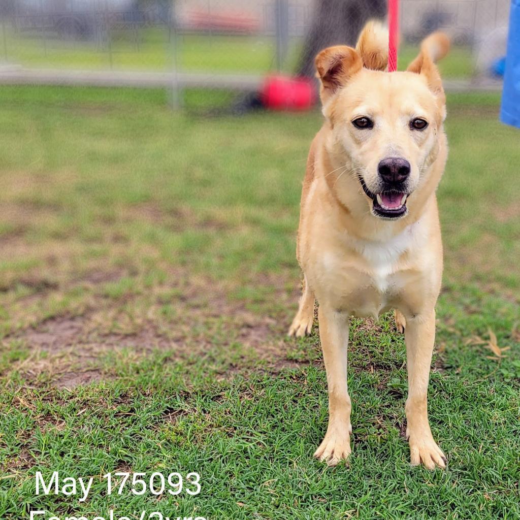 May, a Adoptable mixed breed in Edinburg, TX image 2/6