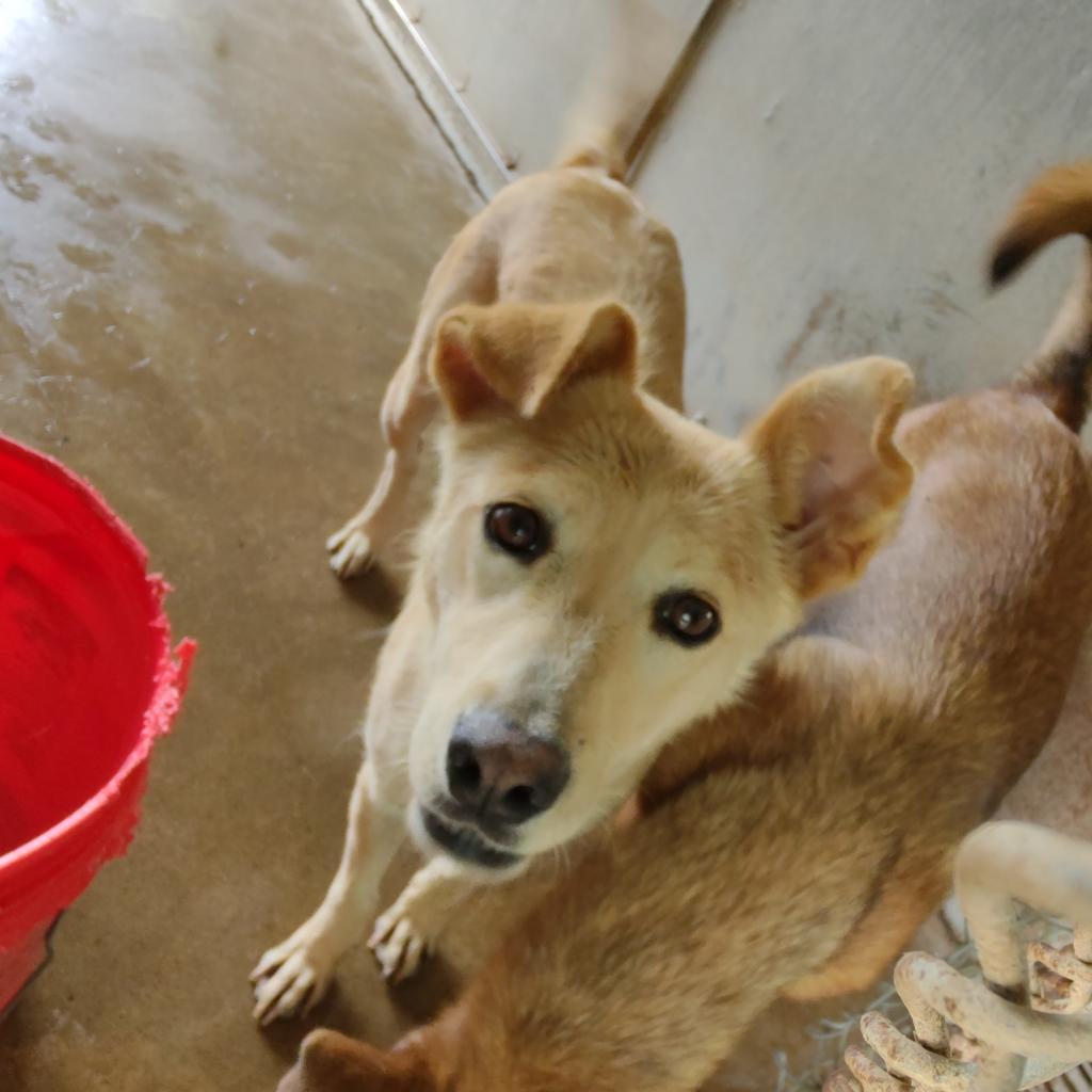 May, a Adoptable mixed breed in Edinburg, TX image 3/6