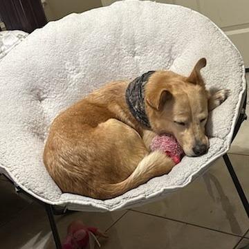 May, a Adoptable mixed breed in Edinburg, TX image 4/6