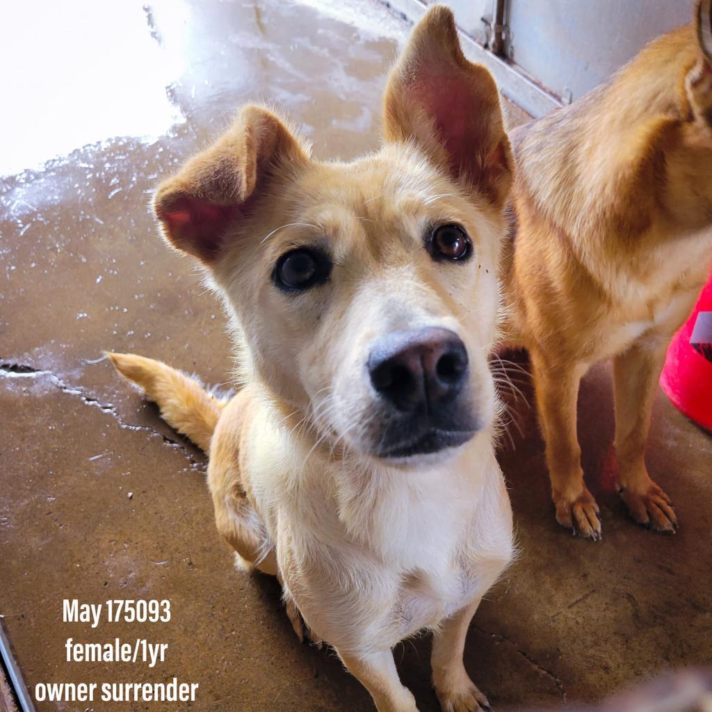 May, a Adoptable mixed breed in Edinburg, TX image 5/6