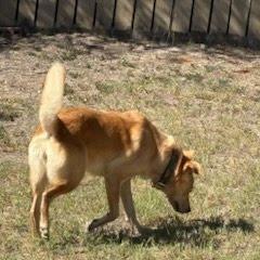 May, a Adoptable mixed breed in Edinburg, TX image 6/6