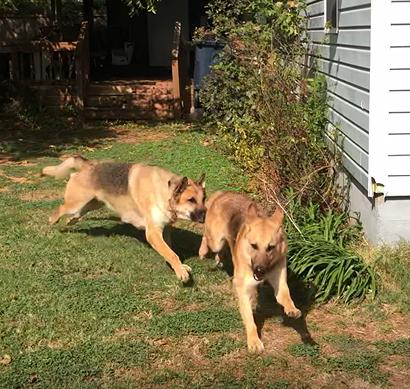 Juju, ADOPTABLE, Adult Female German Shepherd Dog.