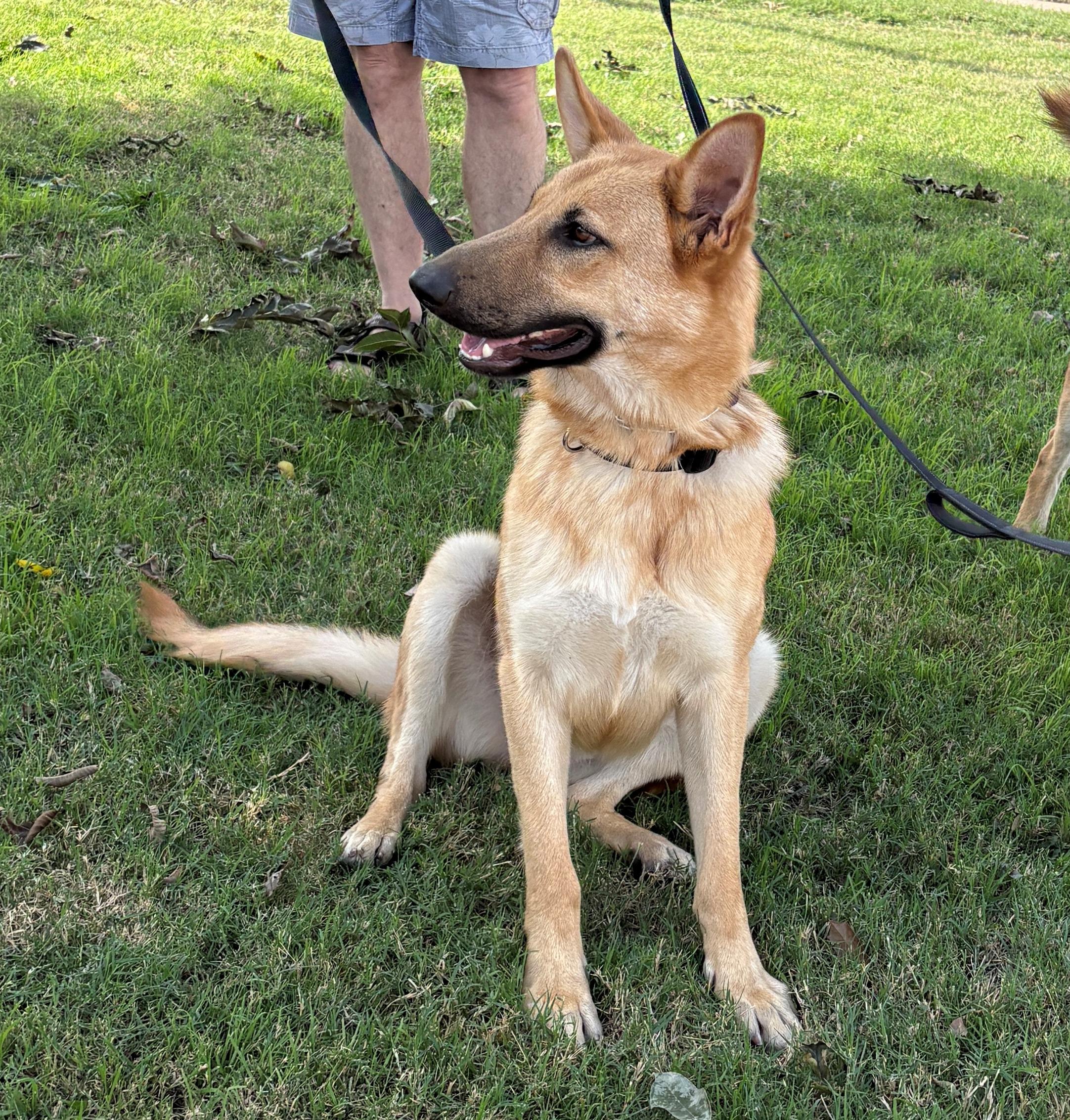 Enlarge Juju, a ADOPTABLE German Shepherd Dog in Dallas, TX image 4/5