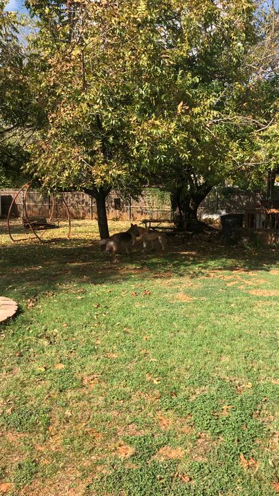 Enlarge Juju, a ADOPTABLE German Shepherd Dog in Dallas, TX video 5/5