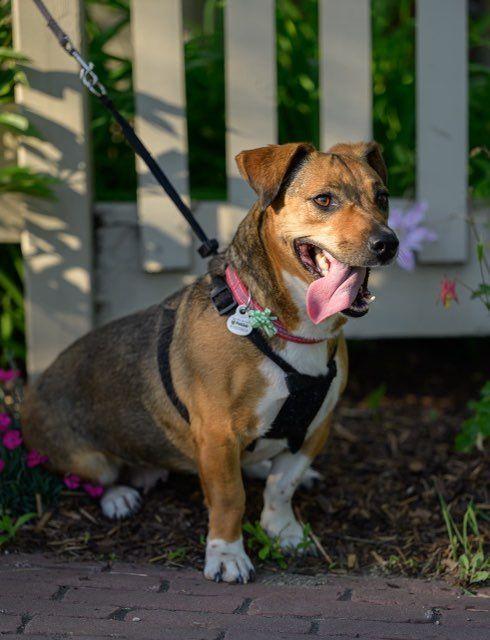 Rosie, a Adopted mixed breed in Toronto, ON image 4/5
