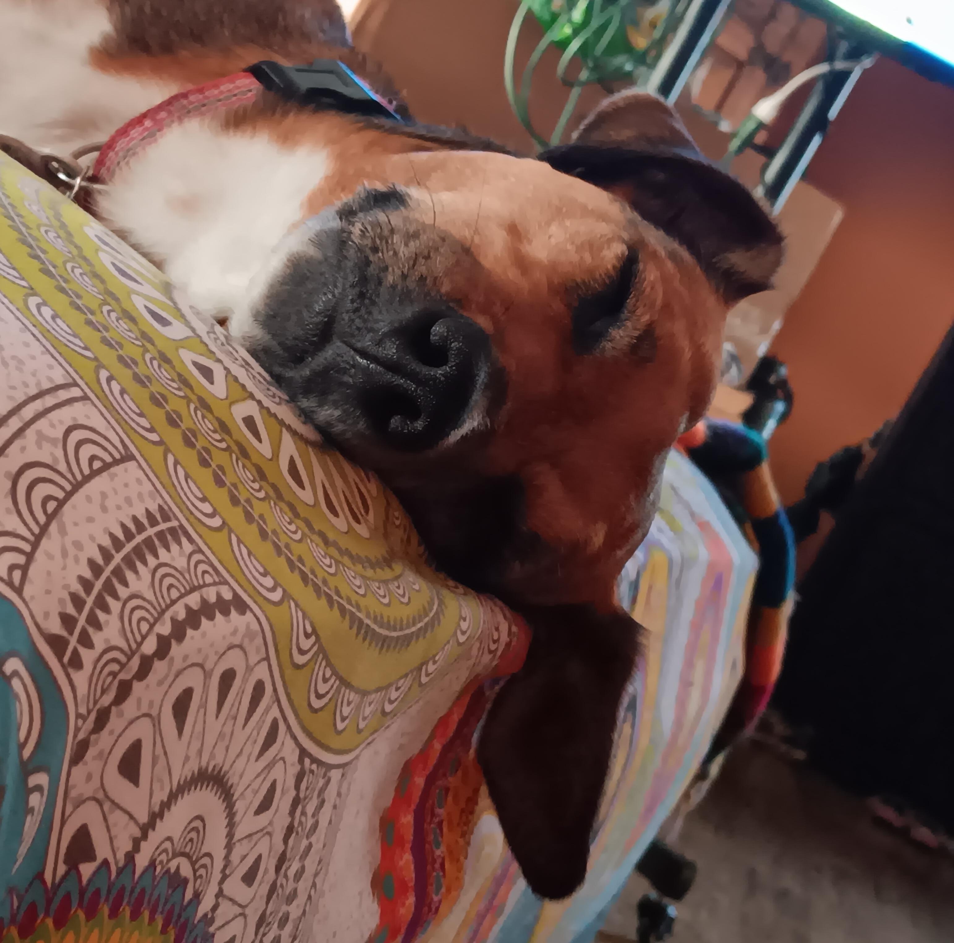 Rosie, a Adopted mixed breed in Toronto, ON image 1/5