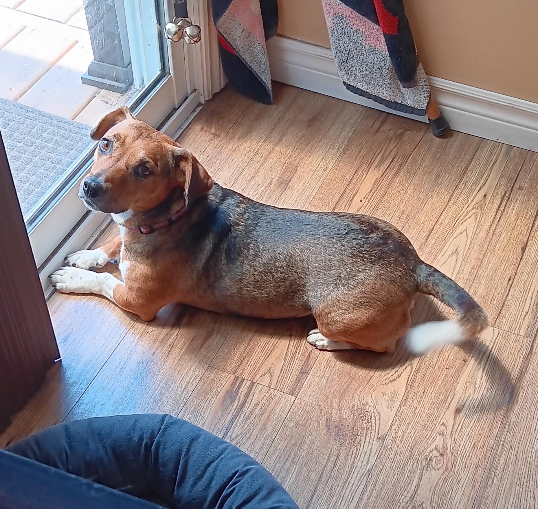 Rosie, a Adopted mixed breed in Toronto, ON image 3/5