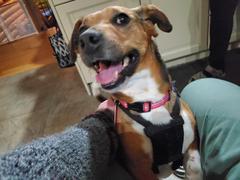 Rosie, a Adopted mixed breed in Toronto, ON image 5/5