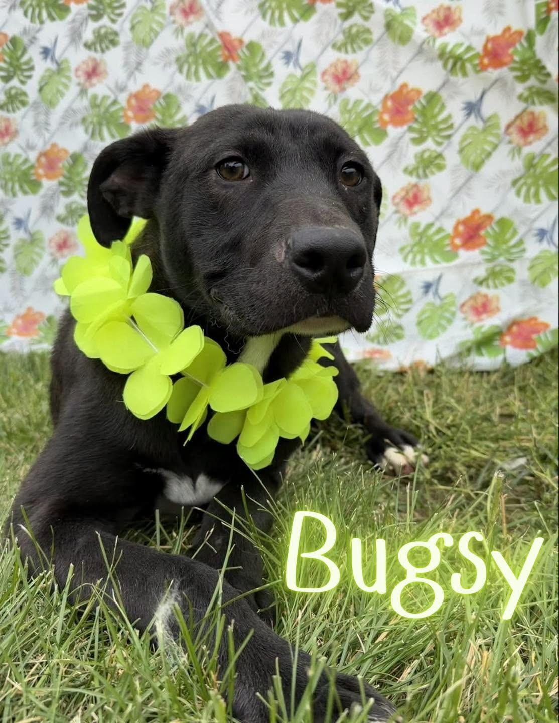 Bugsy, Adoptable, Young Male Pit Bull Terrier.