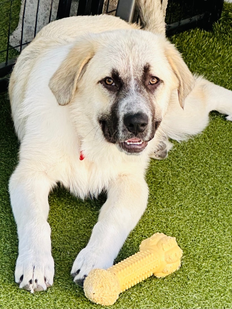 Enlarge DAPHNE, a Adoptable mixed breed in Fresh Meadows, NY image 1/6