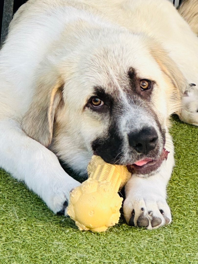 Enlarge DAPHNE, a Adoptable mixed breed in Fresh Meadows, NY image 2/6