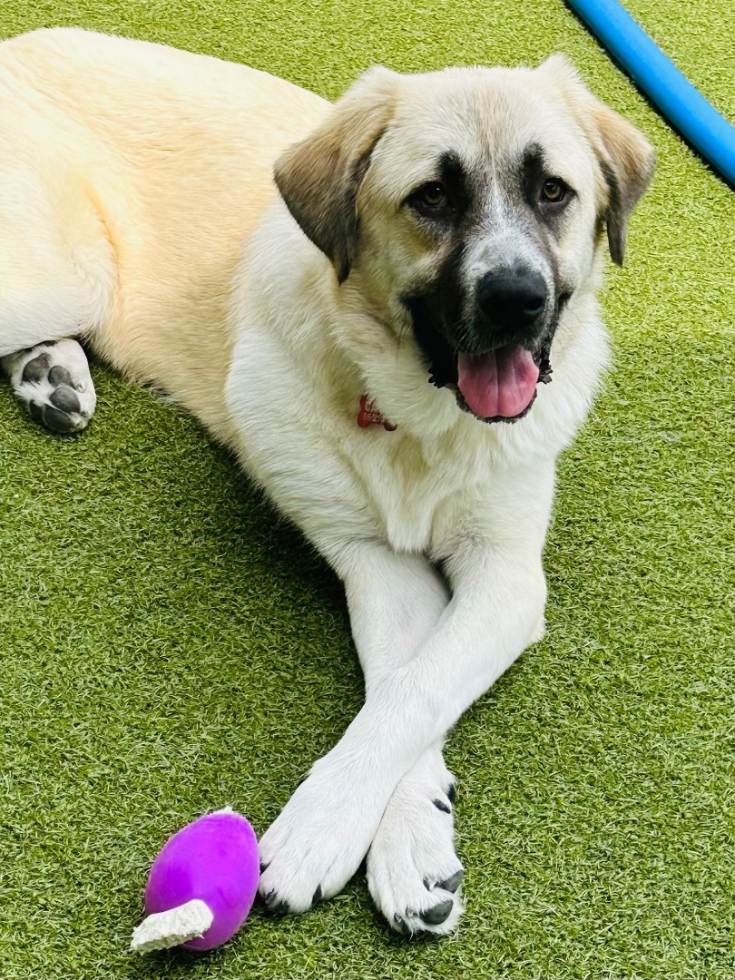 Enlarge DAPHNE, a Adoptable mixed breed in Fresh Meadows, NY image 3/6