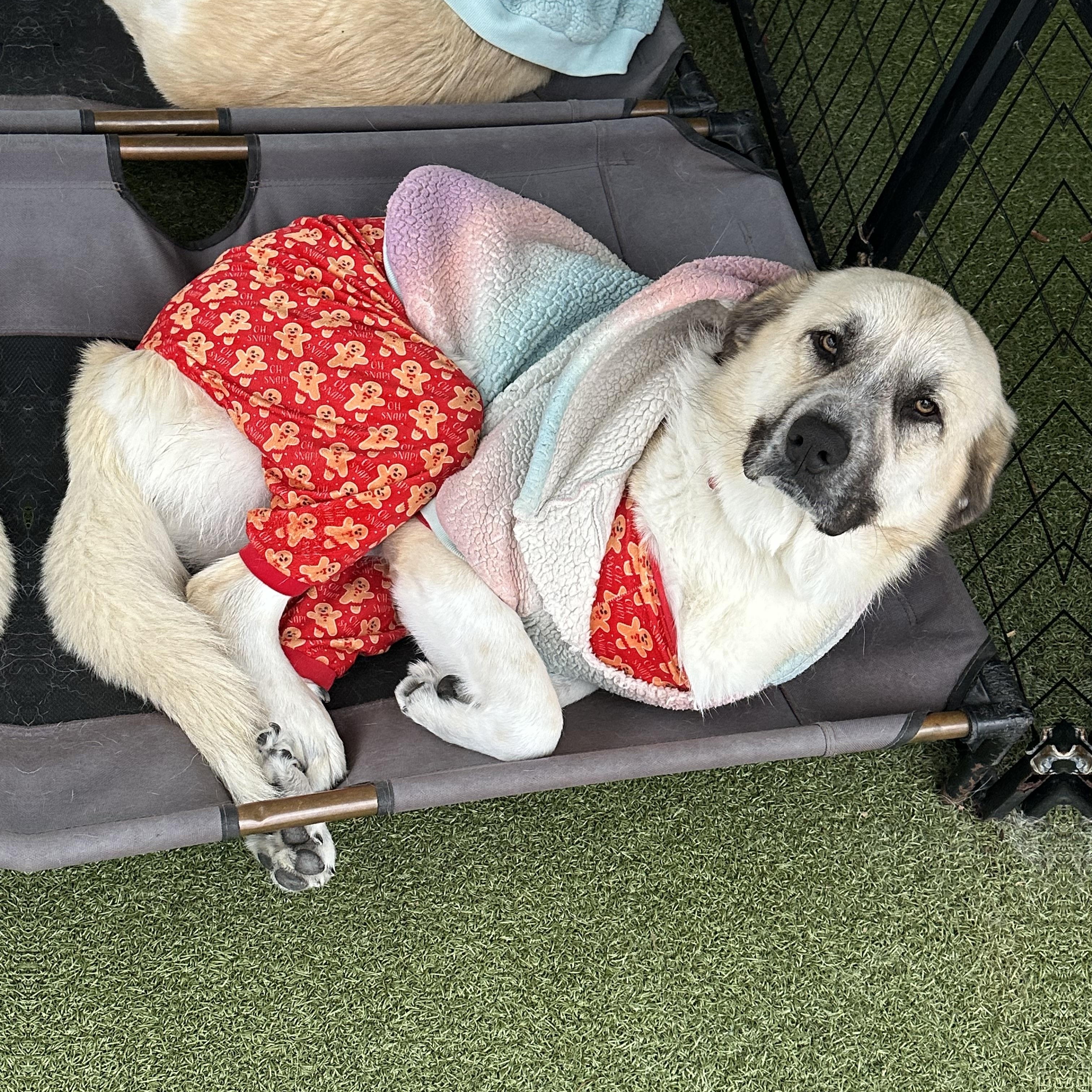Enlarge DAPHNE, a Adoptable mixed breed in Fresh Meadows, NY image 2/6