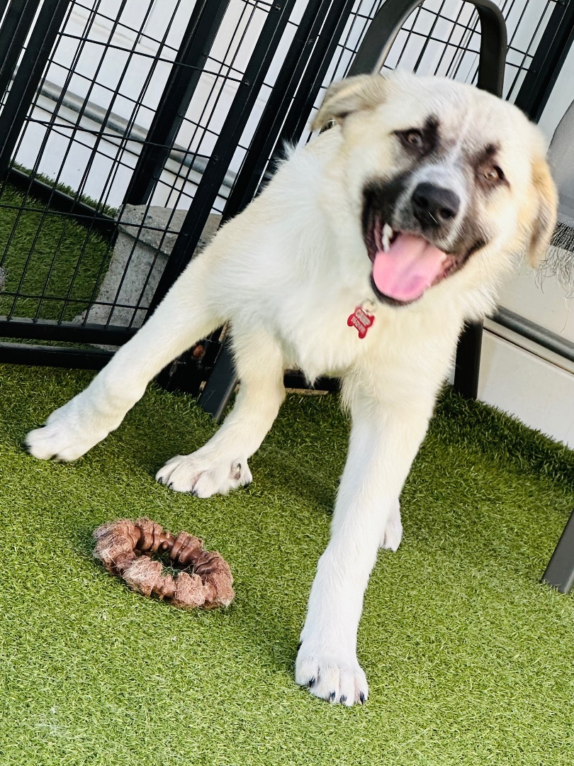 Enlarge DAPHNE, a Adoptable mixed breed in Fresh Meadows, NY image 4/6