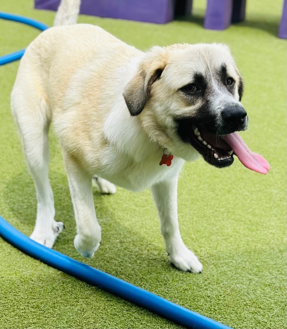 Enlarge DAPHNE, a Adoptable mixed breed in Fresh Meadows, NY image 5/6