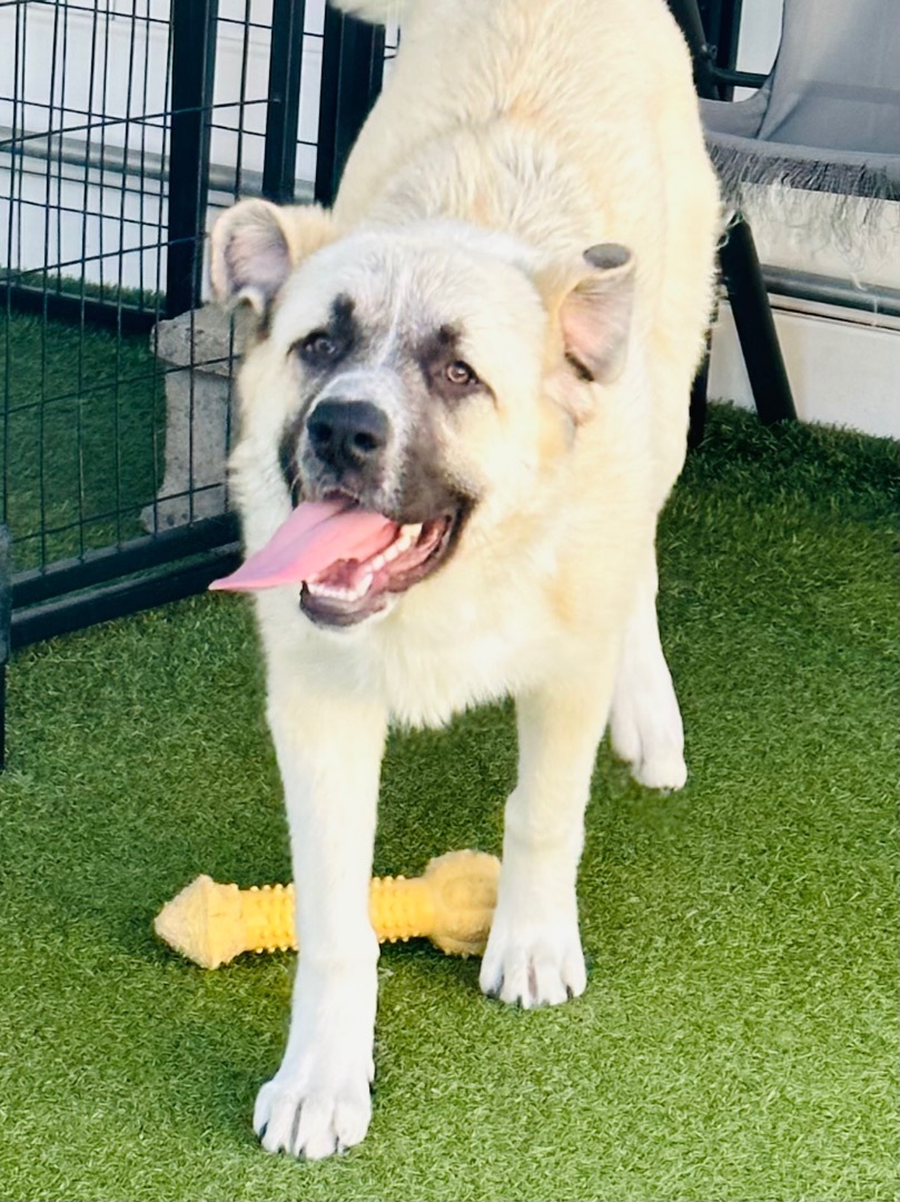 Enlarge DAPHNE, a Adoptable mixed breed in Fresh Meadows, NY image 6/6