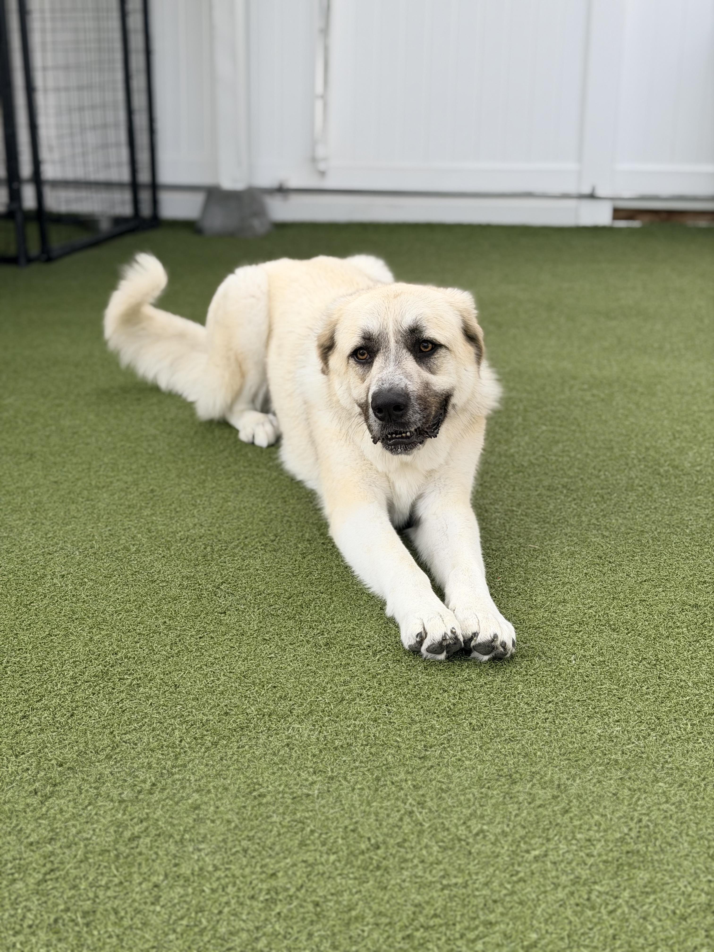 Enlarge DAPHNE, a Adoptable mixed breed in Fresh Meadows, NY image 1/6