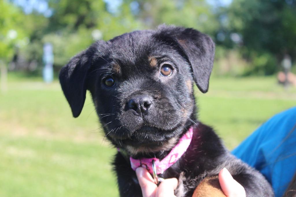 Dottie, an adopted mixed breed in Chestertown, MD image 3/4