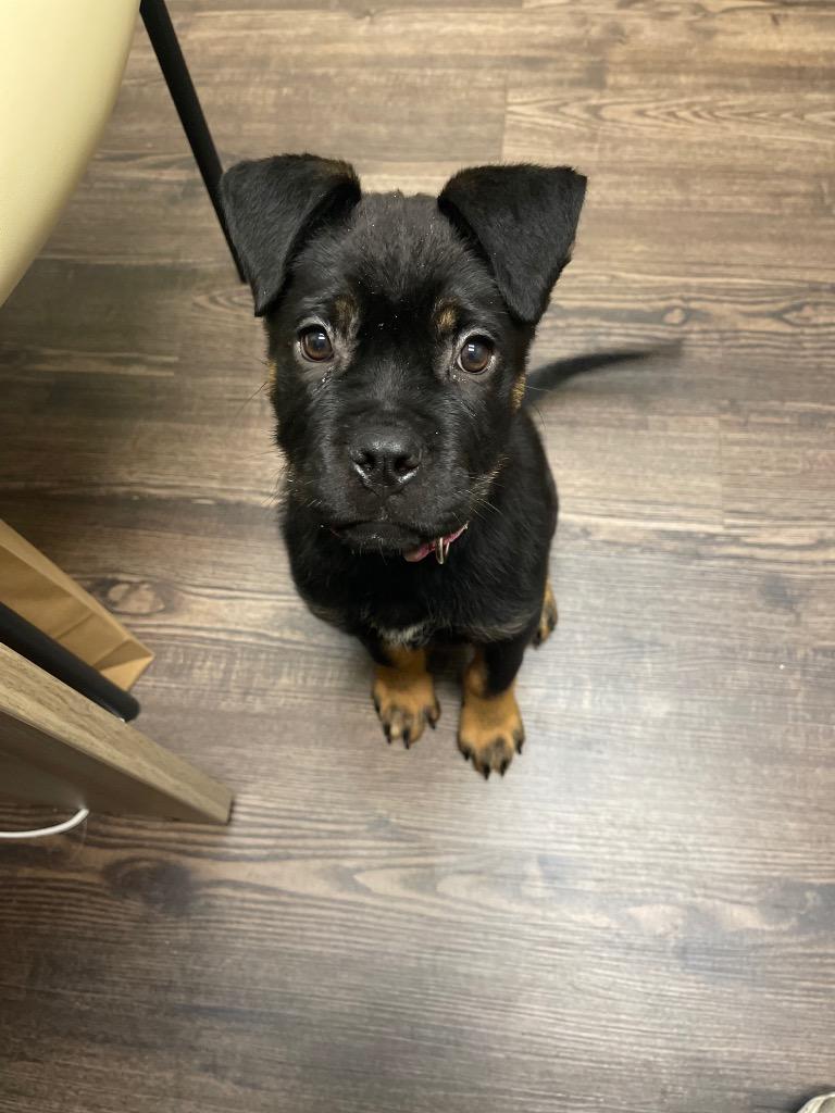Dottie, an adopted mixed breed in Chestertown, MD image 1/4