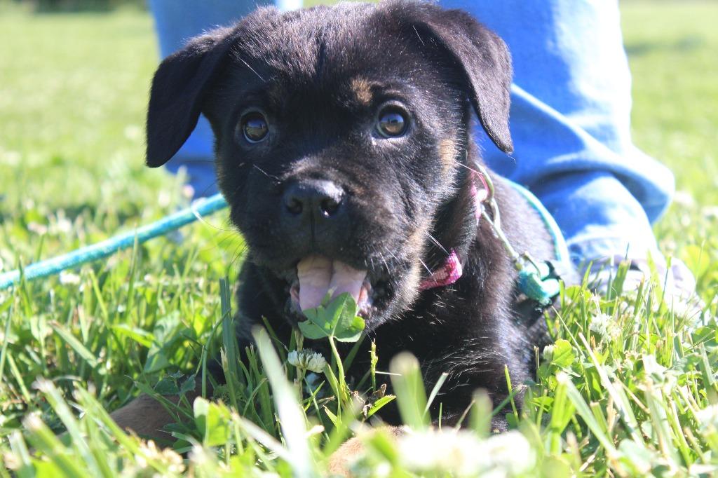 Dottie, an adopted mixed breed in Chestertown, MD image 2/4