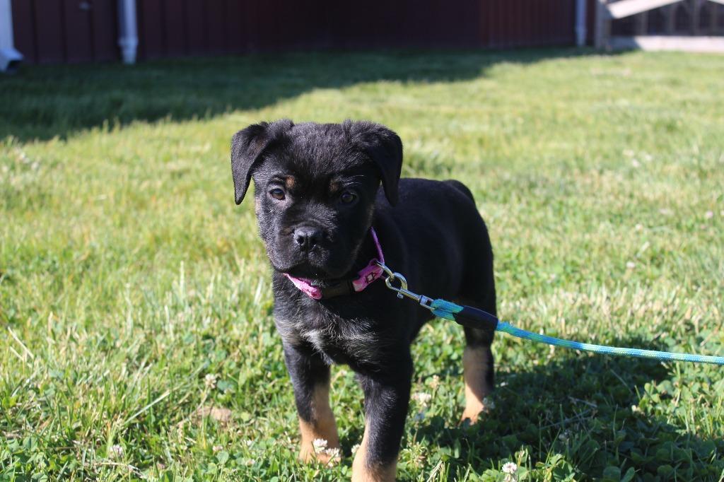Dottie, an adopted mixed breed in Chestertown, MD image 4/4