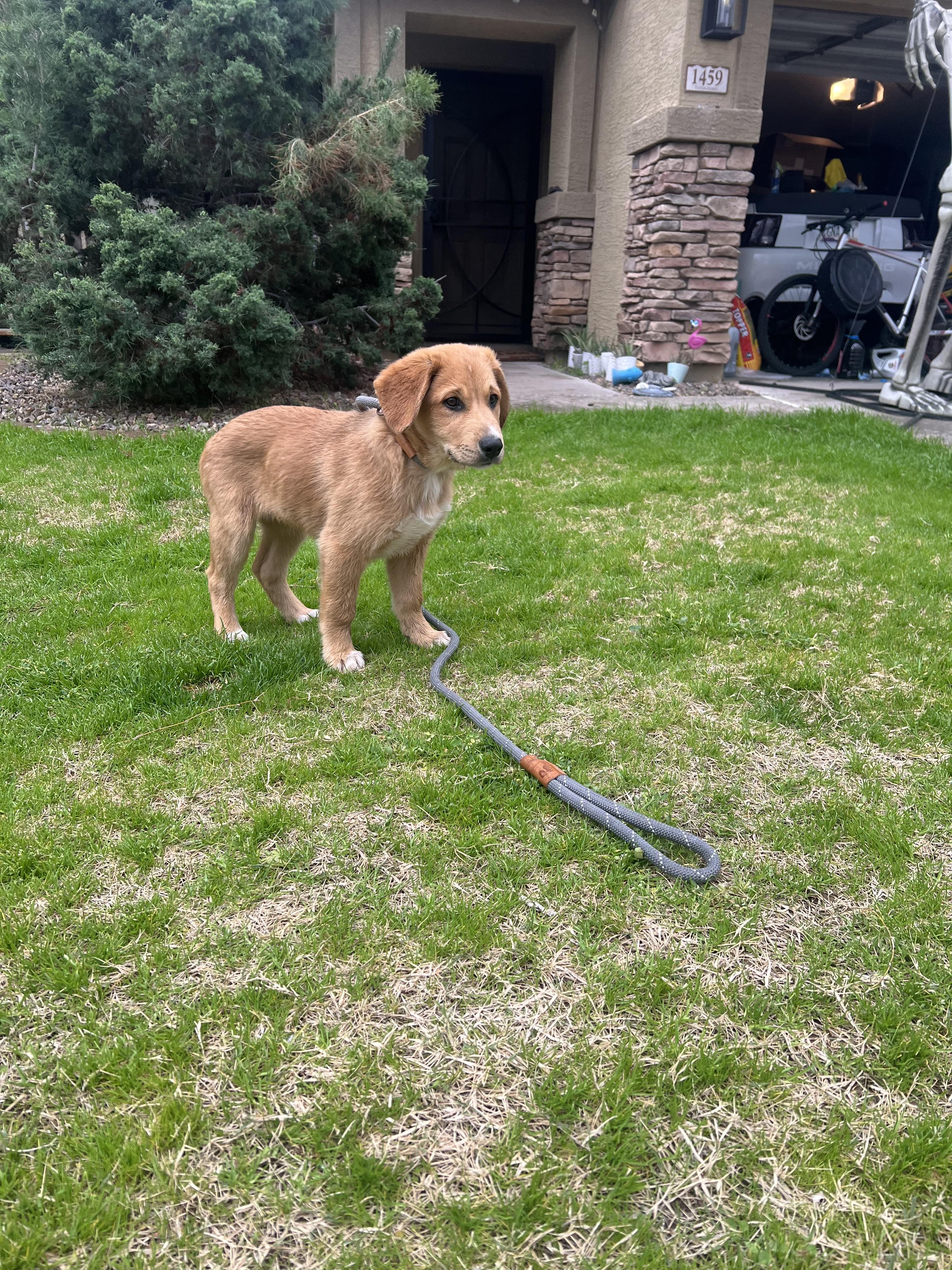 Jack, Adopted, Young Male Golden Retriever.